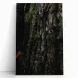 Rustic Bark Wall Art – Nature-Inspired Woodland Decor for Farmhouse Homes