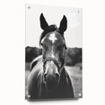 Black and White Horse Portrait – Rustic Farmhouse Wall Art Decor