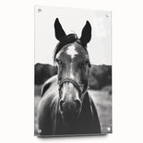 Black and White Horse Portrait – Rustic Farmhouse Wall Art Decor