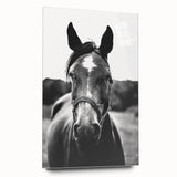 Black and White Horse Portrait – Rustic Farmhouse Wall Art Decor