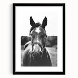 Black and White Horse Portrait – Rustic Farmhouse Wall Art Decor