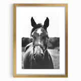 Black and White Horse Portrait – Rustic Farmhouse Wall Art Decor