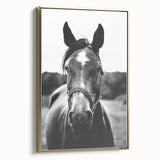 Black and White Horse Portrait – Rustic Farmhouse Wall Art Decor