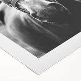 Black and White Horse Portrait – Rustic Farmhouse Wall Art Decor