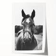 Black and White Horse Portrait – Rustic Farmhouse Wall Art Decor