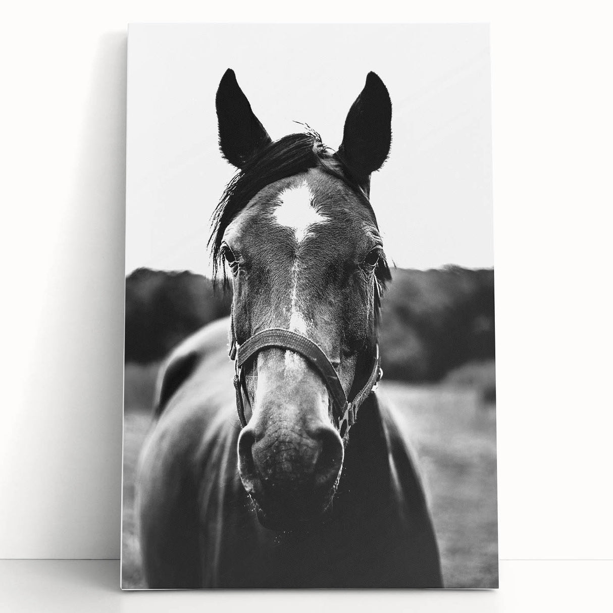 Black and White Horse Portrait – Rustic Farmhouse Wall Art Decor