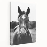 Black and White Horse Portrait – Rustic Farmhouse Wall Art Decor