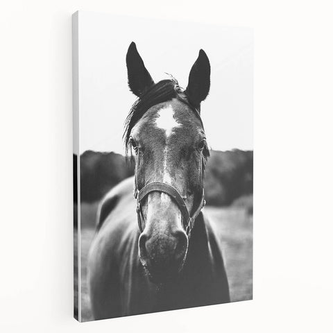 Black and White Horse Portrait – Rustic Farmhouse Wall Art Decor