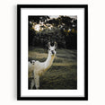 Llama Rustic Wall Art – Farmhouse Animal Decor with Nature’s Charm