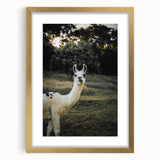 Llama Rustic Wall Art – Farmhouse Animal Decor with Nature’s Charm