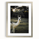 Llama Rustic Wall Art – Farmhouse Animal Decor with Nature’s Charm