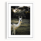 Llama Rustic Wall Art – Farmhouse Animal Decor with Nature’s Charm