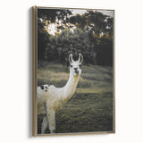 Llama Rustic Wall Art – Farmhouse Animal Decor with Nature’s Charm
