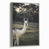Llama Rustic Wall Art – Farmhouse Animal Decor with Nature’s Charm