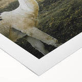 Llama Rustic Wall Art – Farmhouse Animal Decor with Nature’s Charm