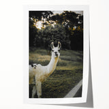 Llama Rustic Wall Art – Farmhouse Animal Decor with Nature’s Charm