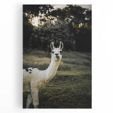 Llama Rustic Wall Art – Farmhouse Animal Decor with Nature’s Charm