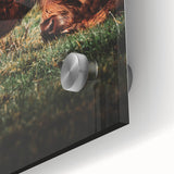 Highland Cattle Close-up Art, Rustic Farmhouse Wall Decor
