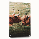 Highland Cattle Close-up Art, Rustic Farmhouse Wall Decor