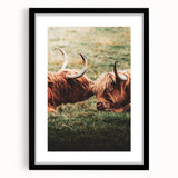 Highland Cattle Close-up Art, Rustic Farmhouse Wall Decor