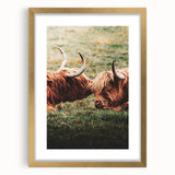 Highland Cattle Close-up Art, Rustic Farmhouse Wall Decor
