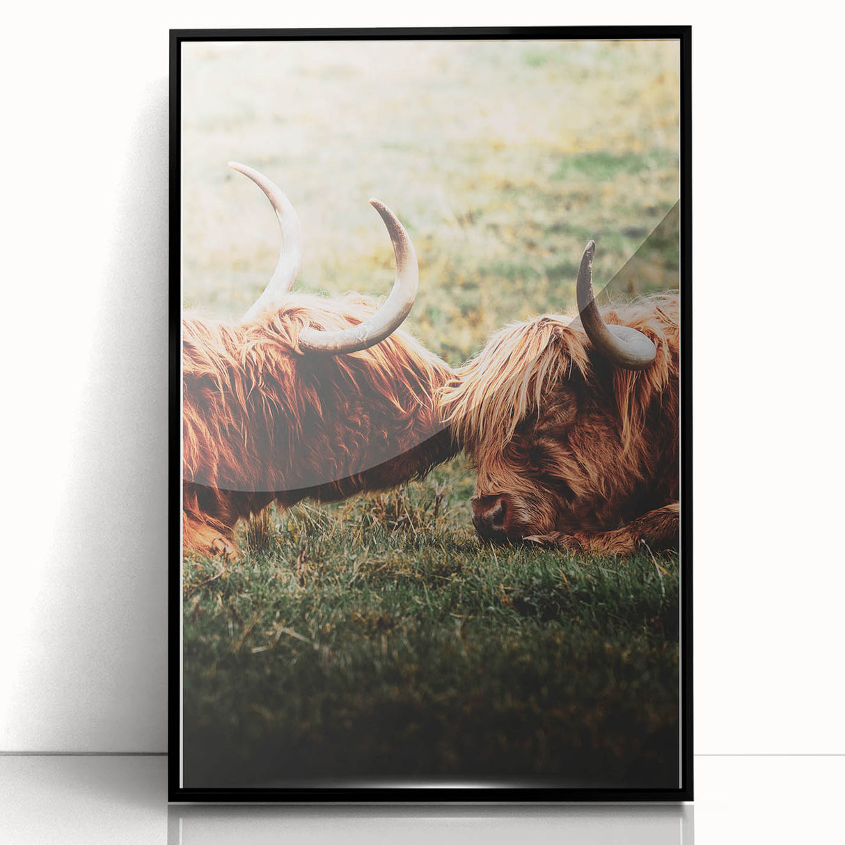 Highland Cattle Close-up Art, Rustic Farmhouse Wall Decor