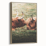 Highland Cattle Close-up Art, Rustic Farmhouse Wall Decor