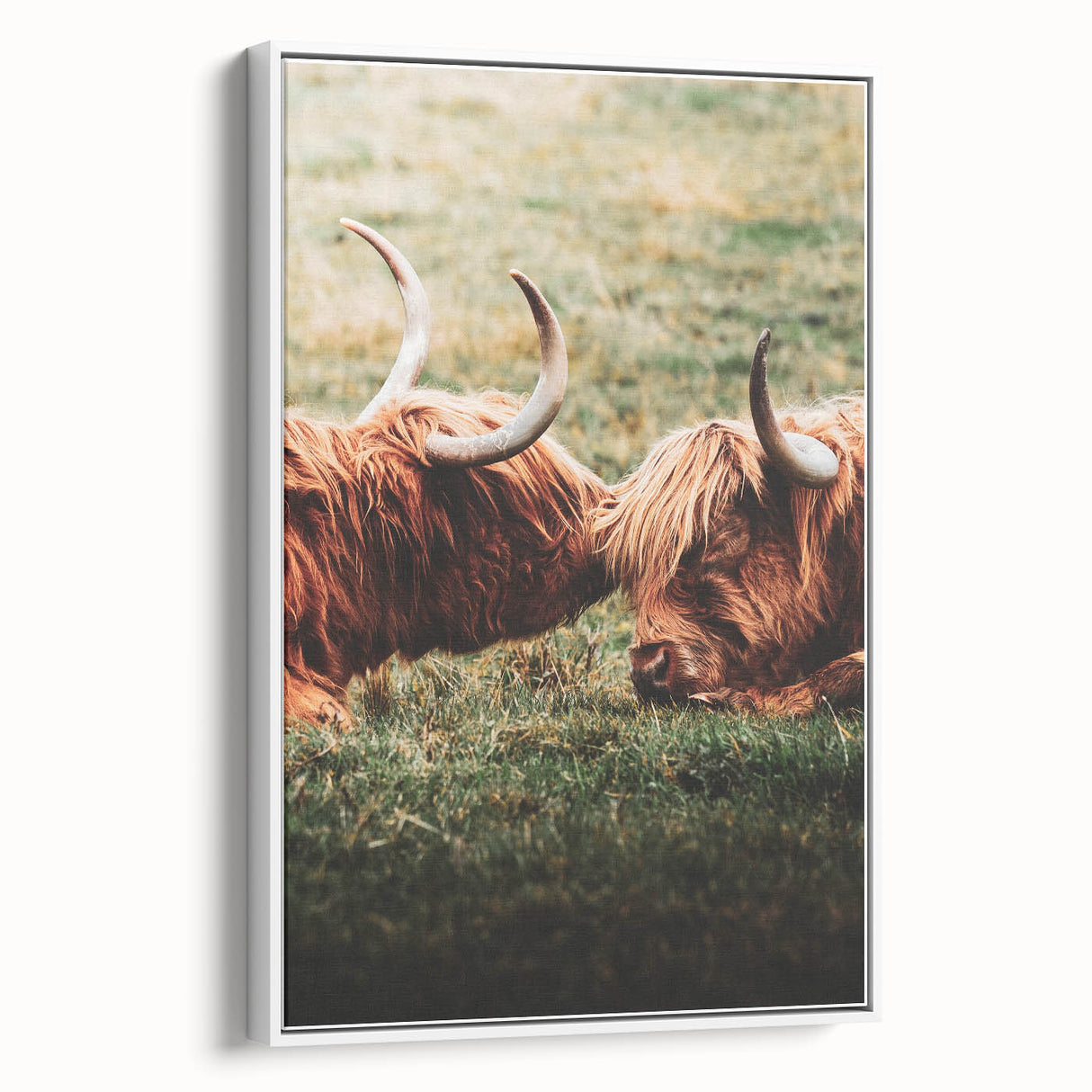 Highland Cattle Close-up Art, Rustic Farmhouse Wall Decor
