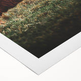 Highland Cattle Close-up Art, Rustic Farmhouse Wall Decor