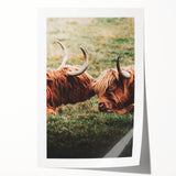 Highland Cattle Close-up Art, Rustic Farmhouse Wall Decor
