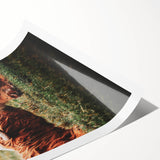 Highland Cattle Close-up Art, Rustic Farmhouse Wall Decor