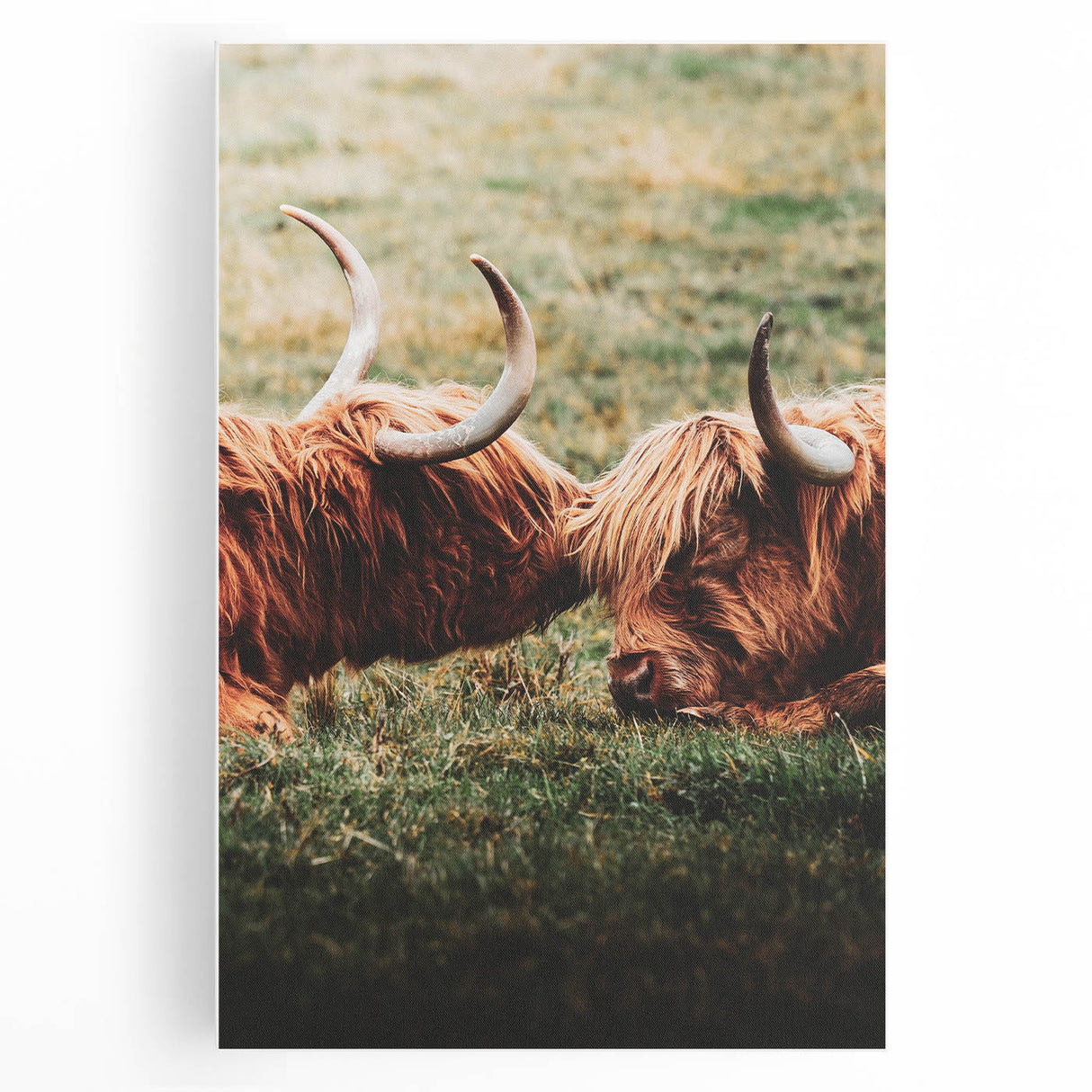 Highland Cattle Close-up Art, Rustic Farmhouse Wall Decor