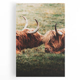Highland Cattle Close-up Art, Rustic Farmhouse Wall Decor