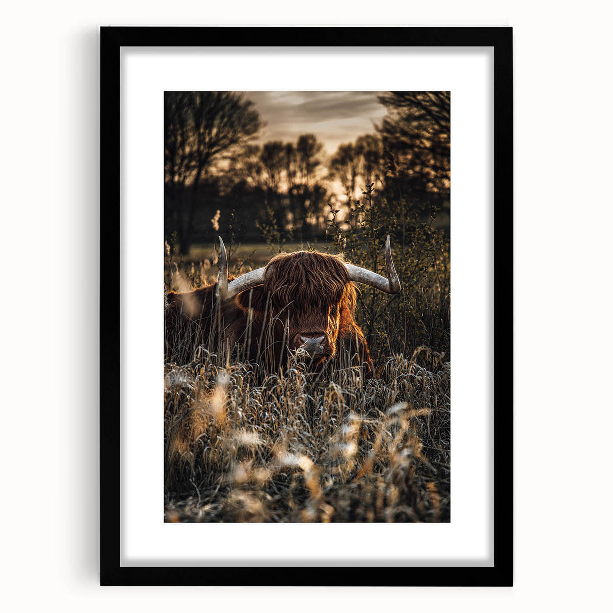 Sunset Highland Cattle Art, Rustic Country Wall Decor