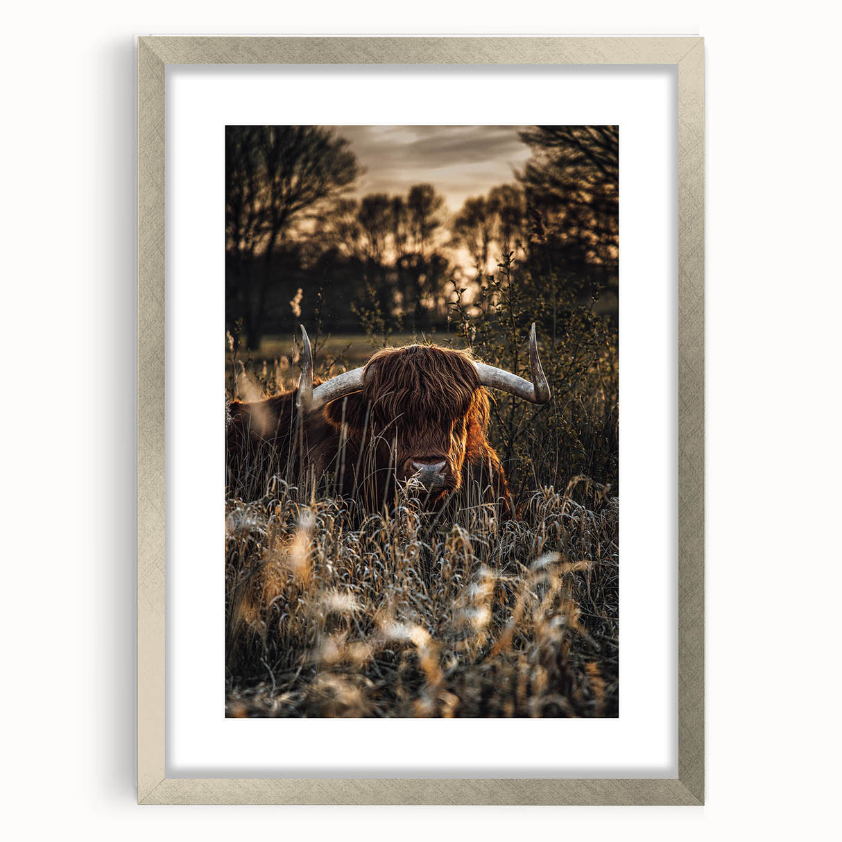Sunset Highland Cattle Art, Rustic Country Wall Decor