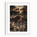 Sunset Highland Cattle Art, Rustic Country Wall Decor