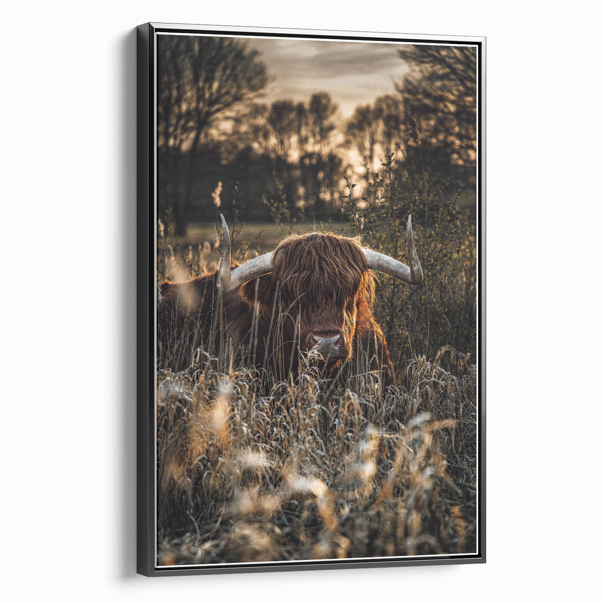 Sunset Highland Cattle Art, Rustic Country Wall Decor