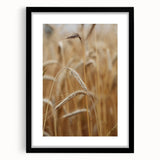 Golden Wheat Field - Rustic Farmhouse Wall Art Decor