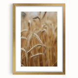 Golden Wheat Field - Rustic Farmhouse Wall Art Decor
