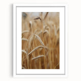 Golden Wheat Field - Rustic Farmhouse Wall Art Decor