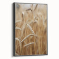 Golden Wheat Field - Rustic Farmhouse Wall Art Decor