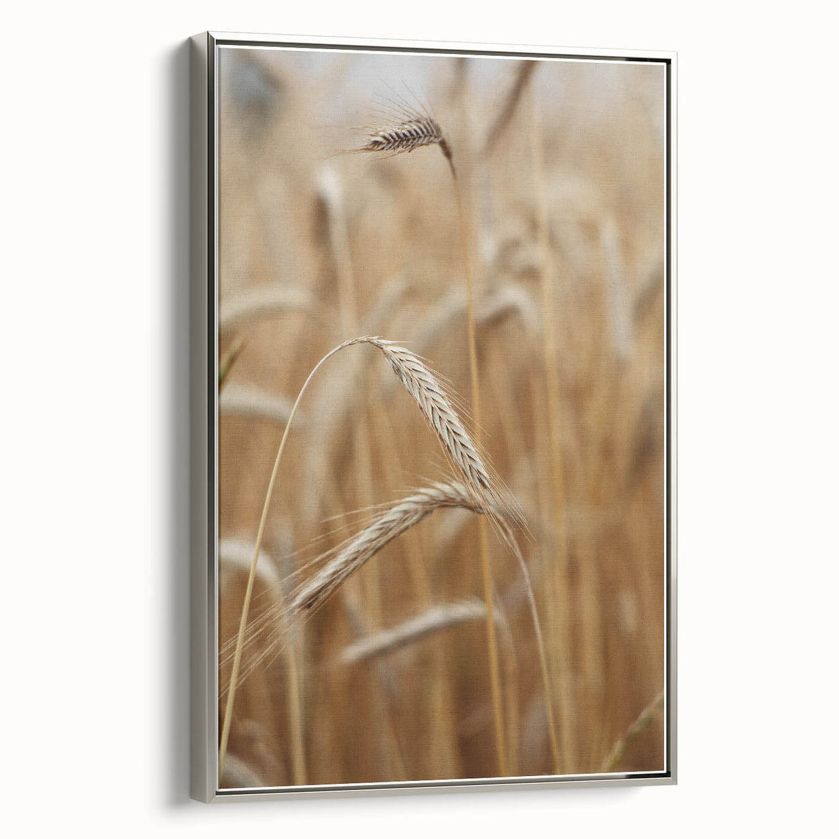 Golden Wheat Field - Rustic Farmhouse Wall Art Decor