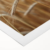 Golden Wheat Field - Rustic Farmhouse Wall Art Decor