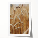 Golden Wheat Field - Rustic Farmhouse Wall Art Decor