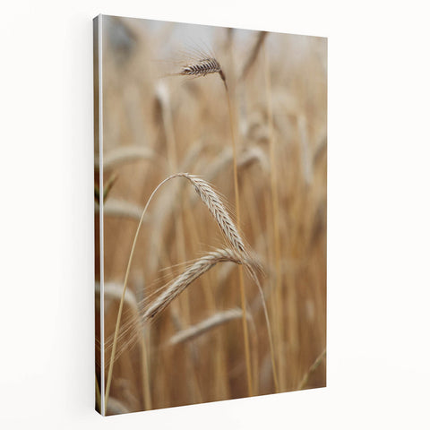 Golden Wheat Field - Rustic Farmhouse Wall Art Decor