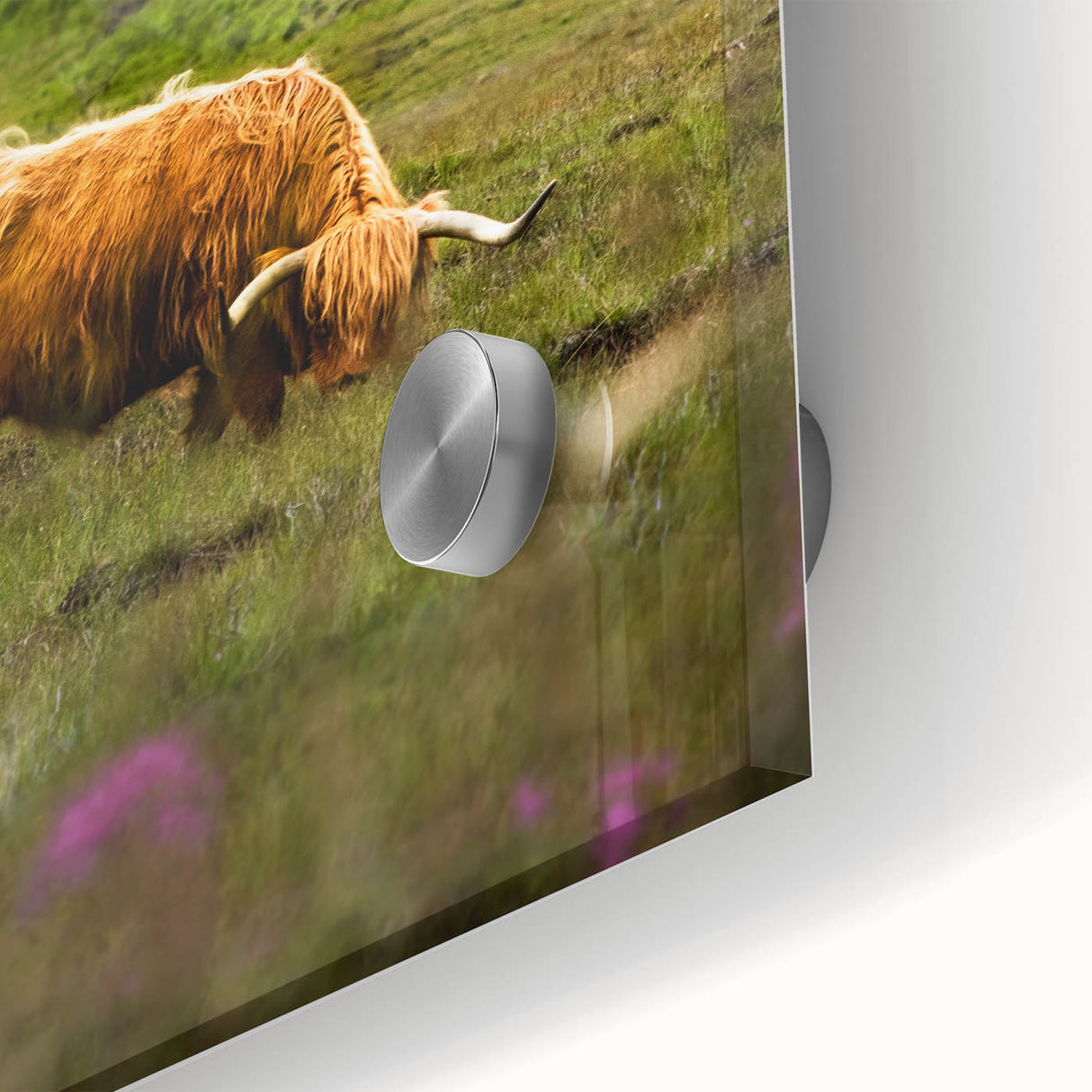 Rustic Wall Art - Highland Cow in Misty Pasture, Farmhouse Decor Print