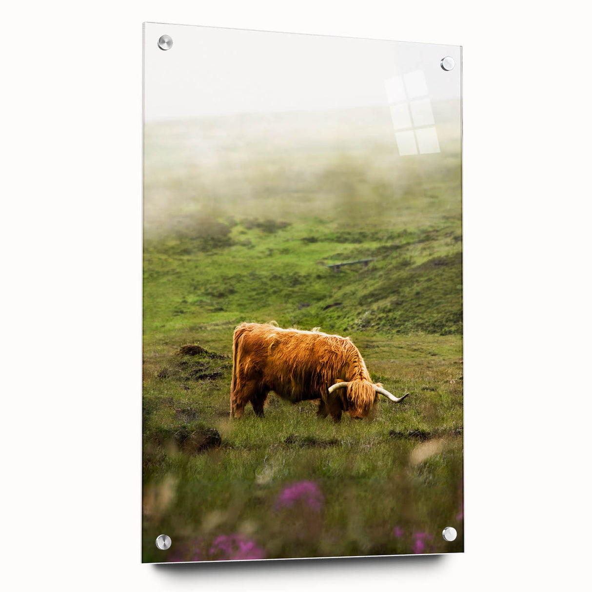 Rustic Wall Art - Highland Cow in Misty Pasture, Farmhouse Decor Print