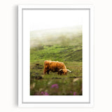 Rustic Wall Art - Highland Cow in Misty Pasture, Farmhouse Decor Print