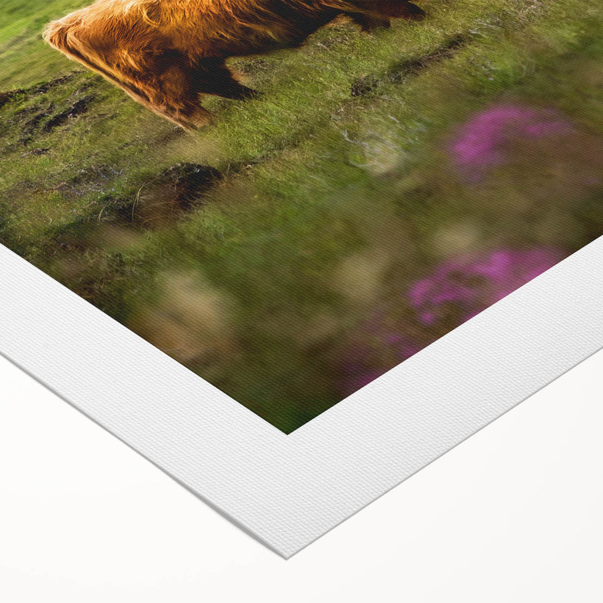 Rustic Wall Art - Highland Cow in Misty Pasture, Farmhouse Decor Print