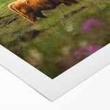 Rustic Wall Art - Highland Cow in Misty Pasture, Farmhouse Decor Print